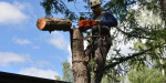 В Константиновке удалят 83 аварийных дерева