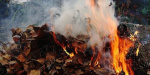 Краматорчане против сжигание листьев в частном секторе