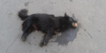 В Мариуполе началась настоящая травля бездомных собак
