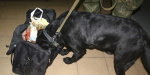 В Мариуполе служебный пес разоблачил потенциального "убийцу"
