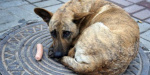 В Покровске начали стерилизовать бездомных собак