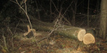 В Славянском районе злоумышленники вырубили дубов на полмиллиона гривен (ФОТО)