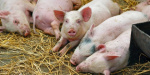 На Луганщине зафиксированы случаи гибели свиней от африканской чумы