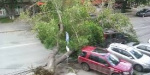 В Мариуполе в результате непогоды падают деревья