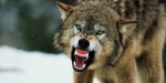 В Покровском районе волк искусал мирного жителя