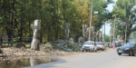 В Славянске коммунальщики не спешат убирать спиленные деревья 
