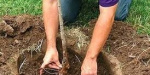 В Горняке подростки, сломавшие саженцы деревьев, высадили новые растения