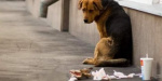 Жителей Константиновки научат обращаться с бездомными животными