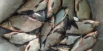 В Донецкой области браконьеры выловили почти 90 кг рыбы на электроудочку