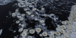 Возле Дружковки в воде обнаружены необычные круги — фото