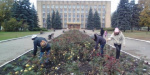 В Доброполье на клумбах города появятся тысячи тюльпанов