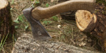 Два жителя Краматорска незаконно вырубили 260 деревьев