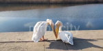 На набережную Мариуполя прилетели пеликаны