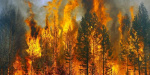 Число пожаров в экосистемах Донетчины увеличилось в два раза 