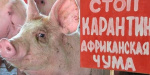 На Добропольщине продлили карантин из-за африканской чумы свиней