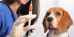 В Мариуполе будут бесплатно вакцинировать животных