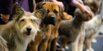 Мариуполь проведет две выставки собак