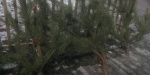 Житель Северодонецка спилил городские елки, чтобы продать