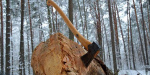 Представитель ВСУ организовал вырубку лесополосы в Приазовье