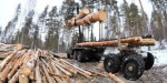 В Рубежном приостановили масовую вырубку леса