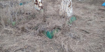 В Дружковке вандал разрушил надгробные памятники на кладбище