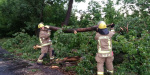  Упало  дерево и  перекрыло дорогу «Курахово  – Марьинка»