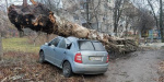 Старый тополь в Славянске упал на два автомобиля