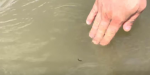 На Азовском море людей кусают морские блохи — соцсети