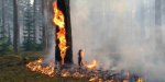 В Луганской области спасли от пожара лес