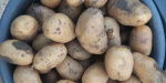 По мнению экспертов стоимость картофеля осенью может побить все рекорды