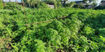 Женщина выращивала дома более 700 кустов каннабиса
