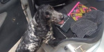 Пограничный пес обнаружил наркотики и боеприпасы в авто