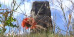 Братская могила в Лисичанске превратилась в свалку
