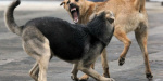 В Мариуполе бездомные собаки бросаются на прохожих