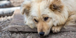 В Лисичанске отравили бездомных собак: Мнения жителей традиционно разделились