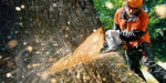 На Луганщине во время санитарной рубки на мастера лесничества упало дерево