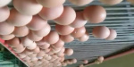 Почему дорожают яйца в Украине