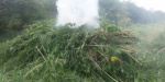 Більше 31000 кущів конопель знищено у Слов’янському районі 