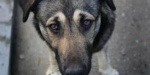 В Лисичанске займутся   стерилизацией  бездомных собак