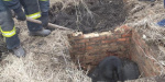 В Донецкой области в старый колодец провалилась корова
