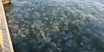 На Азовском море будут ставить защитные сети от медуз