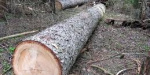 Житель Славянска незаконно вырубил в лесу 350 сосен