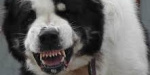 В Покровске собака породы алабай разорвала домашнюю собачку и напал на женщину