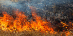 Штраф за самовольное сжигание сухой травы вырос до 20 000 грн