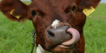 В Дружковке зафиксировано массовое отравление коров
