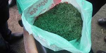 Полицейские Лимана при обыске у местного жителя обнаружили около 2 кг марихуаны