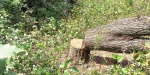 В Константиновке коммунальщики отрицают свою вину в вырубке деревьев