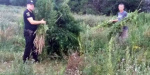 На Добропольщине уничтожили почти 3000 кустов "дикой" конопли