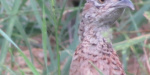 В Мариупольских парках появились фазаны