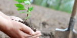 В Доброполье высадили более 500 новых деревьев 